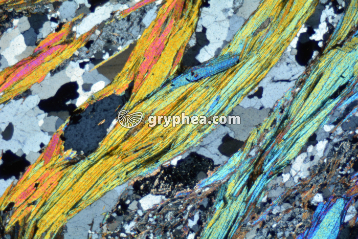 Muscovite LPA x25 - gryphea.com